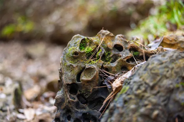a view of a forest with a tree