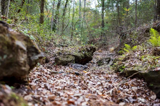 a view of a forest with trees