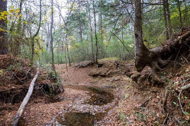 a view of a forest filled with trees