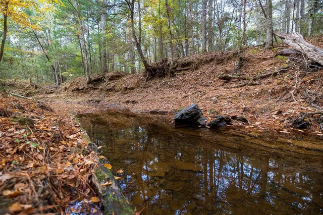 a view of a forest filled with trees