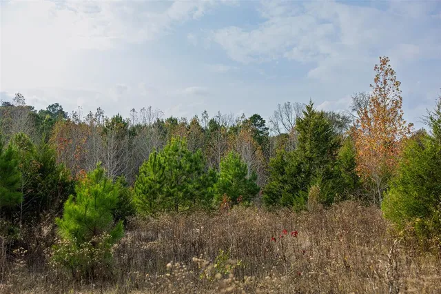 a view of a dry yard with trees in the background
