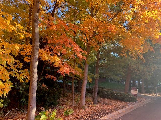 36 Sunset Road Bloomington, IL 61701 - Photo 30 of 67 a backyard of a house with lots of green space