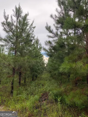 a view of a lush green forest