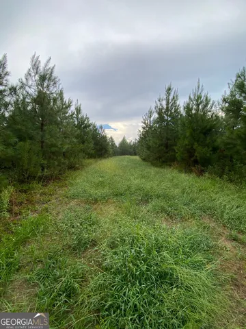 a view of a big yard with plants and large trees