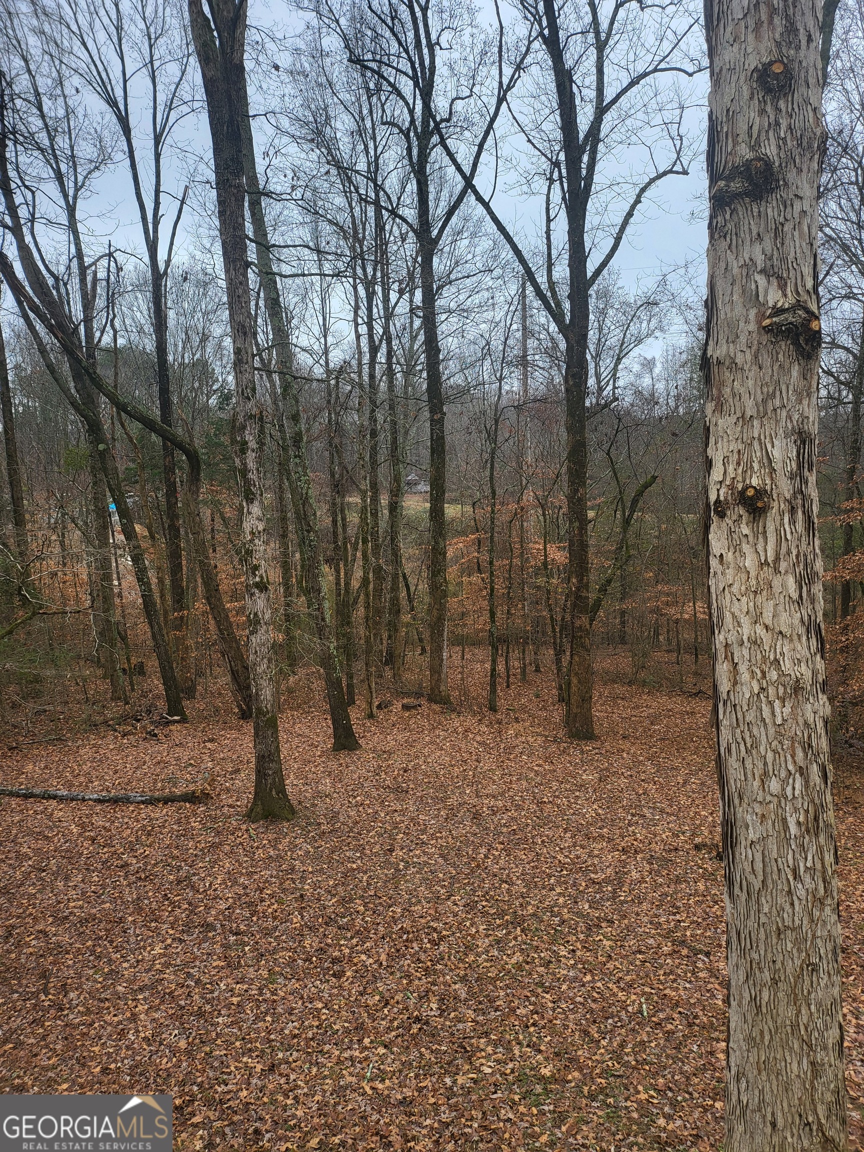 112 Sundown Drive Dawsonville, GA 30534 - Photo 25 of 25 a backyard of a house with lots of green space