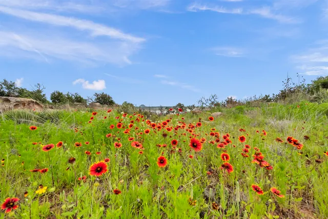 a view of a flower in a garden