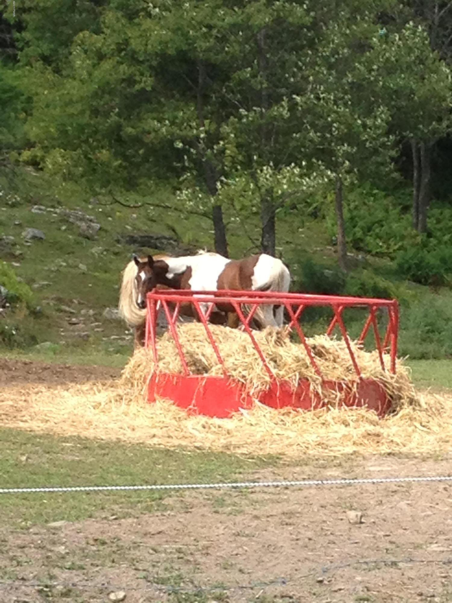 HORSES LOVE IT HERE
