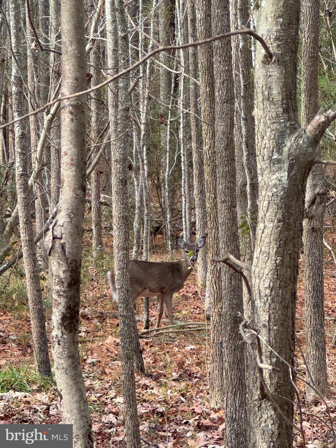 Gregory Road Cambridge, MD 21613 - Photo 23 of 27 a view of a backyard