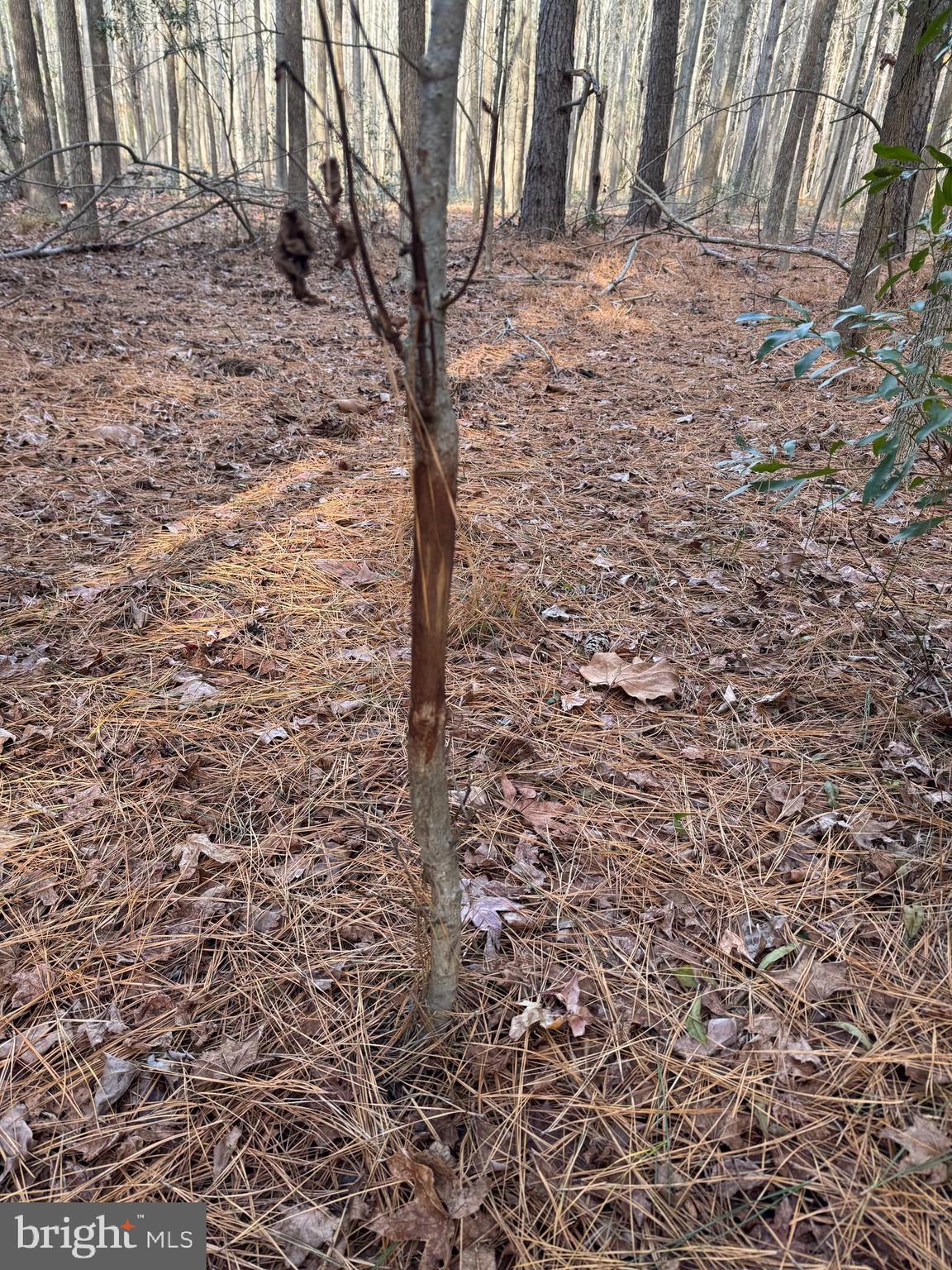 Gregory Road Cambridge, MD 21613 - Photo 24 of 27 a view of a backyard of the house