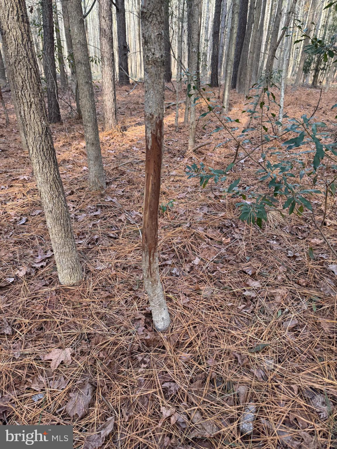 Gregory Road Cambridge, MD 21613 - Photo 25 of 27 a view of a backyard of the house