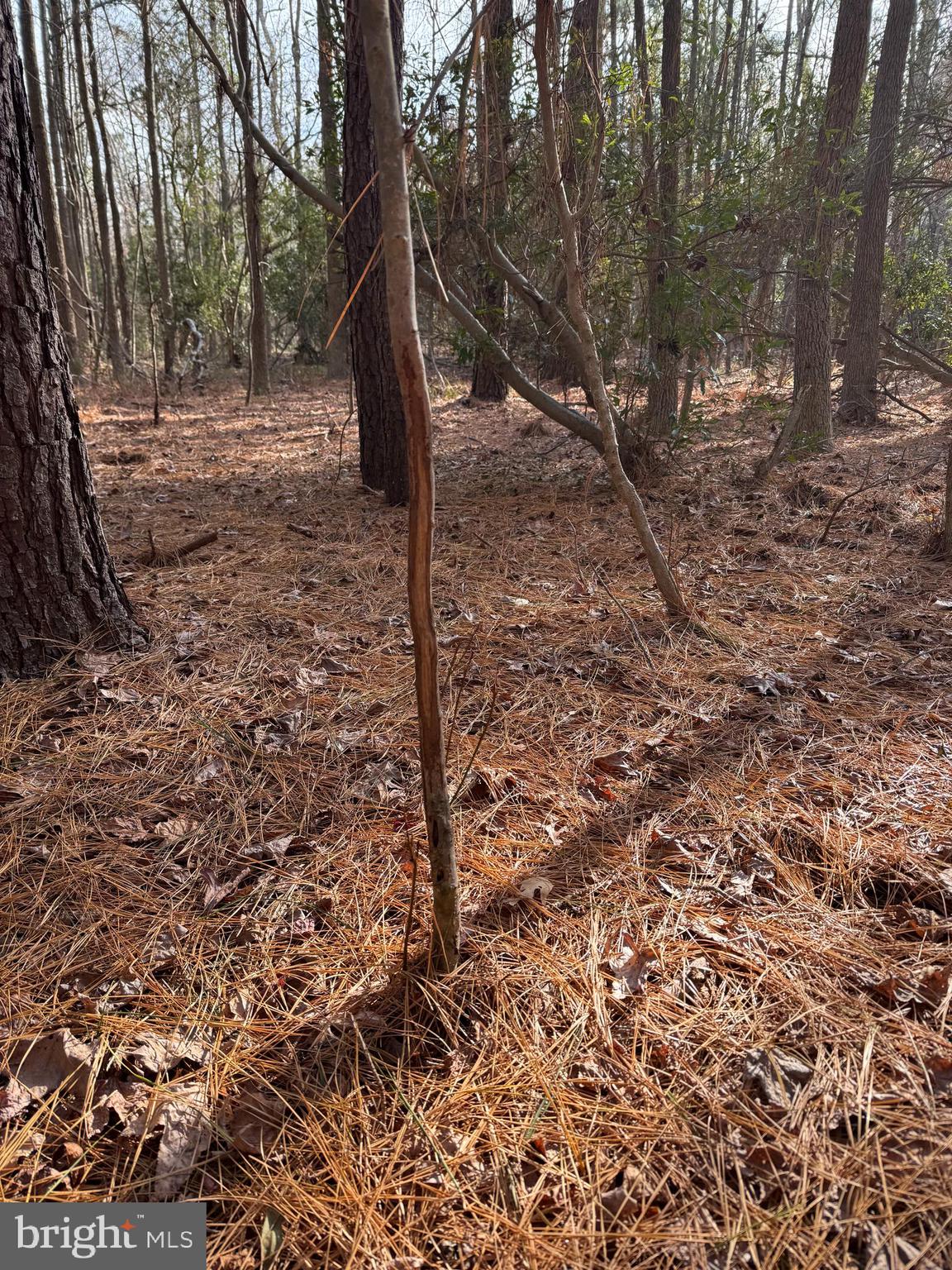 Gregory Road Cambridge, MD 21613 - Photo 26 of 27 a view of a forest filled with trees