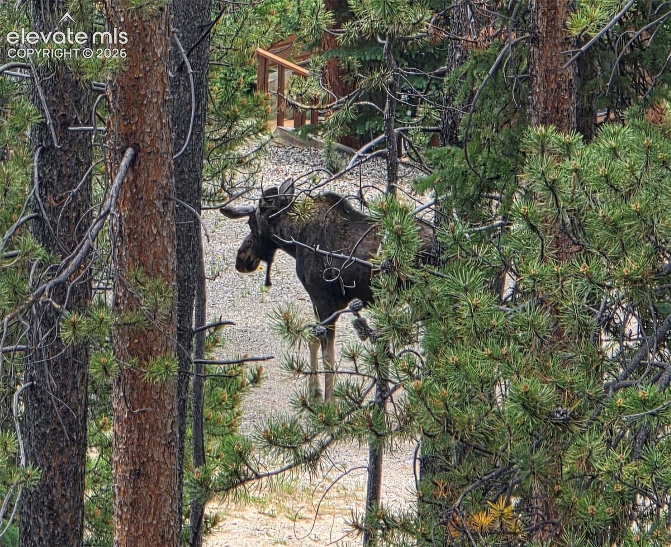 211 Pine Ridge Road Alma, CO 80420 - Photo 3 of 36 moose meandering through the property!