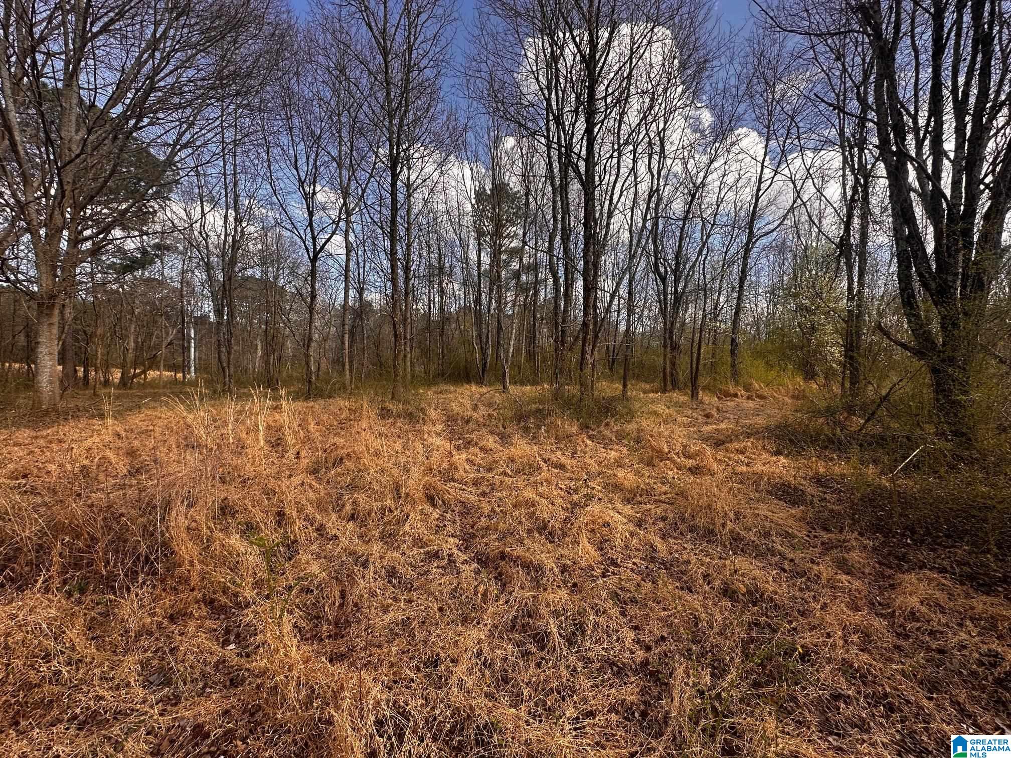 0 Eddy Scant City Road Guntersville, AL 35976 - Photo 7 of 13