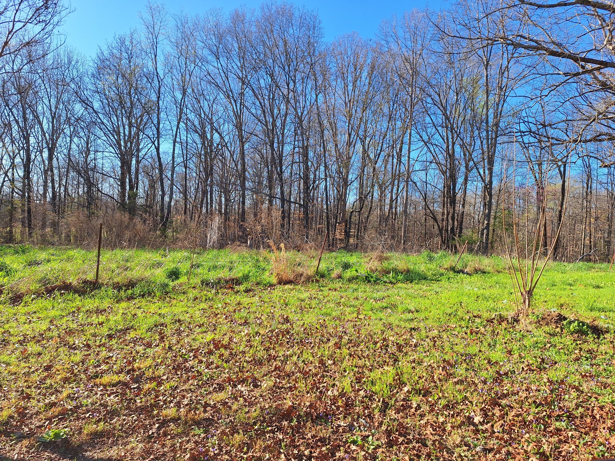 538 Mt Nebo Road Iron City, TN 38463 - Photo 14 of 33 a view of backyard with tree