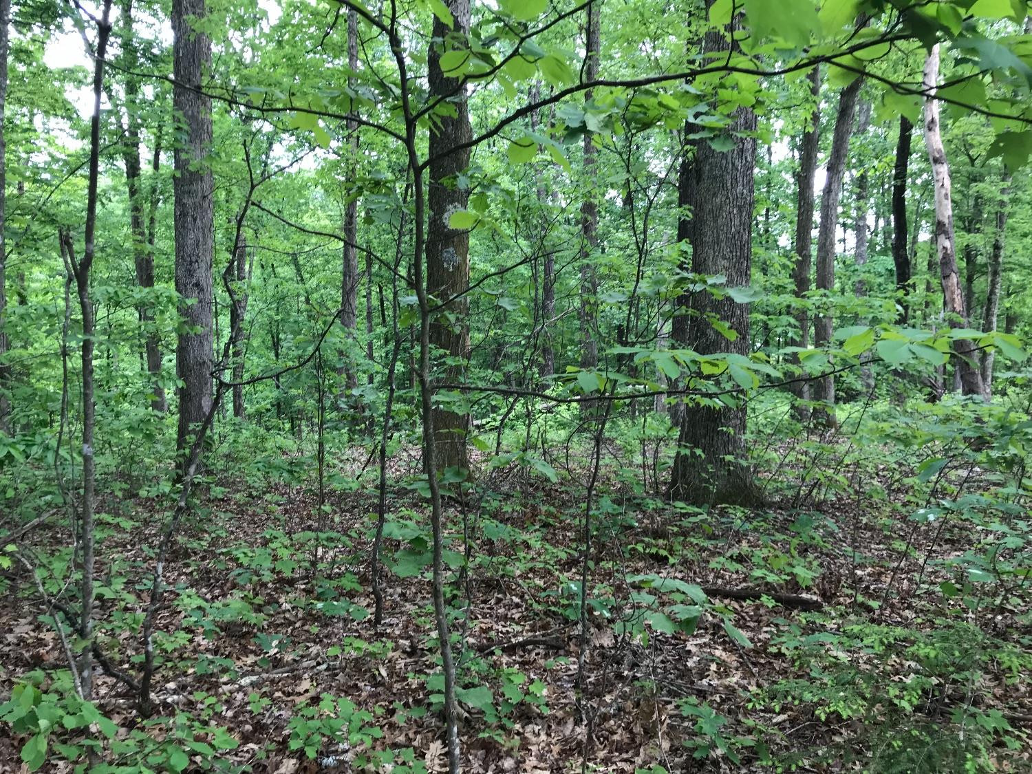 1 Amos Ridge Road Frenchburg, KY 40322 - Photo 2 of 15 Listing Photo