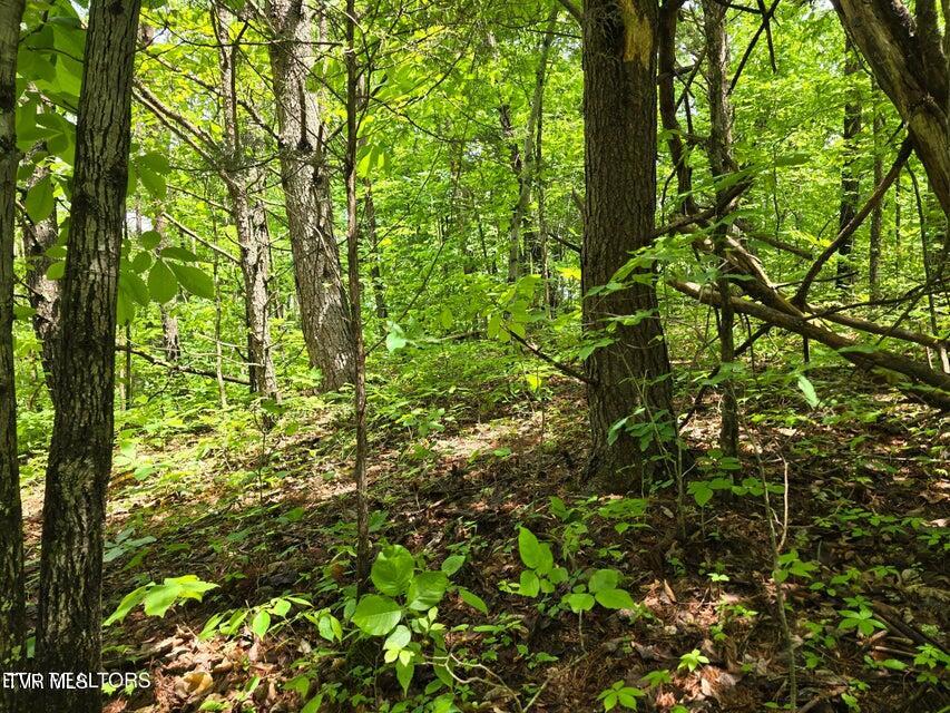 1432 Upper Caney Valley Road Tazewell, TN 37879 - Photo 58 of 60 58