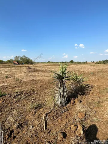 a view of a forest with trees in the background