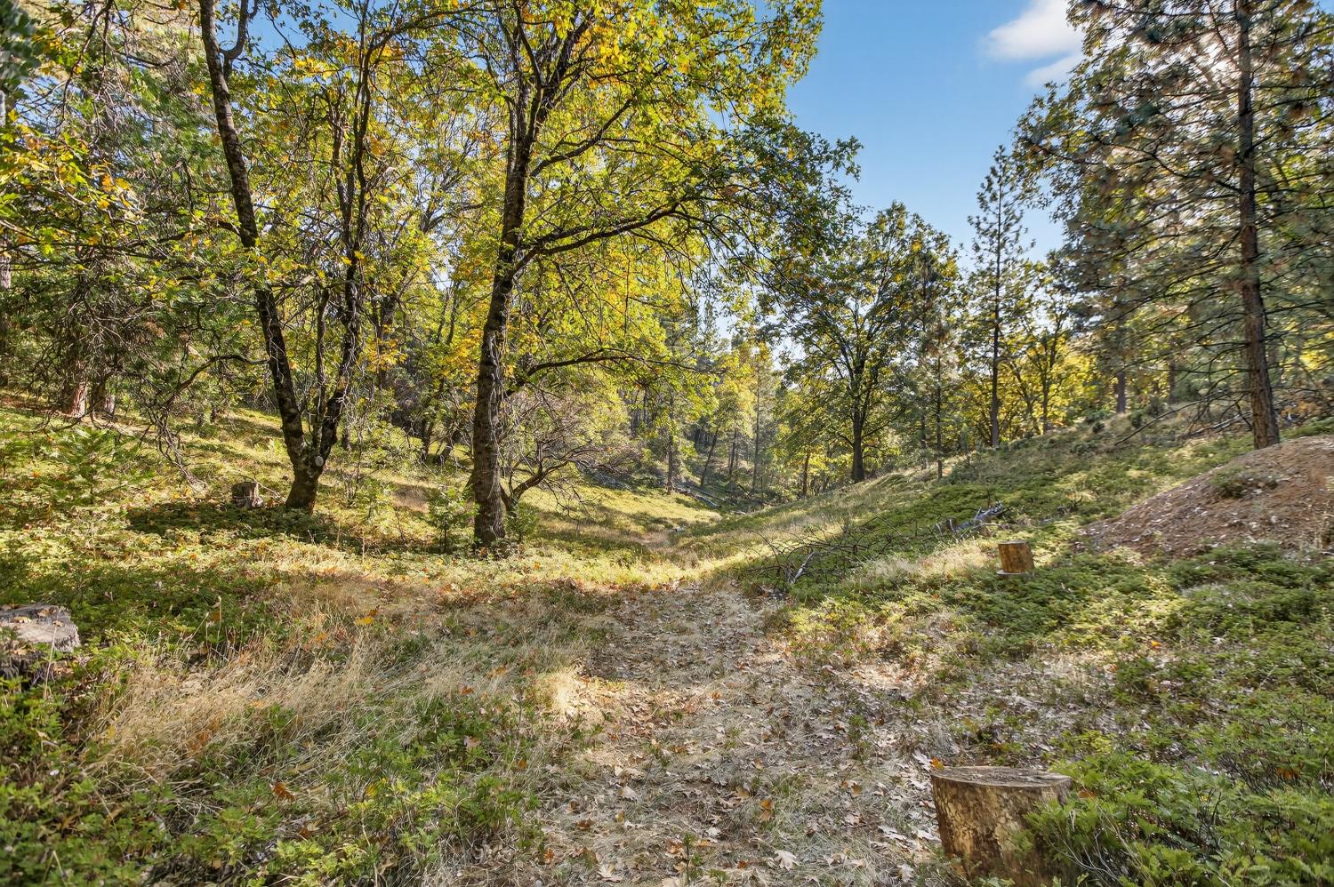 22080 Fiddletown Road Volcano, CA 95689 - Photo 63 of 94 a view of a yard with a tree