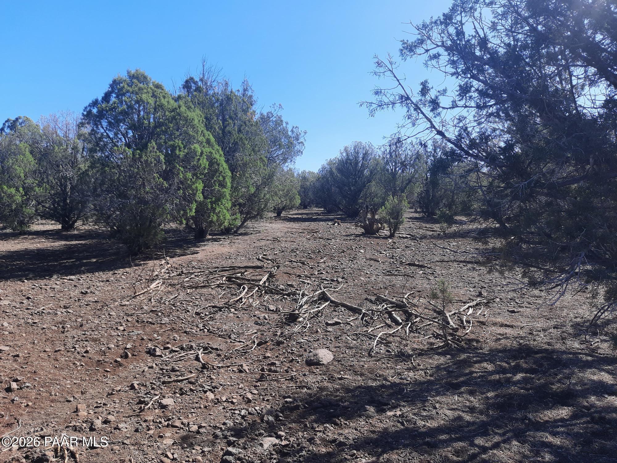 Lot 860 Fort Rock Road Kingman, AZ 86401 - Photo 6 of 20 a view of dirt yard with a large tree
