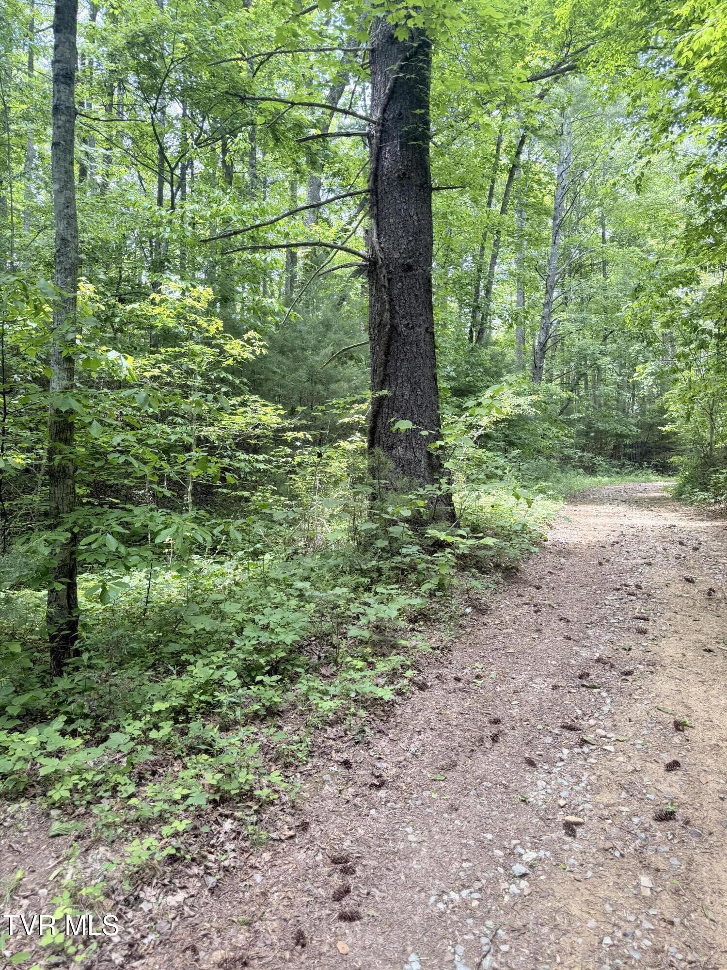 0 Tennessee Way, Unit 11 Del Rio, TN 37727 - Photo 2 of 4 IMG_5029