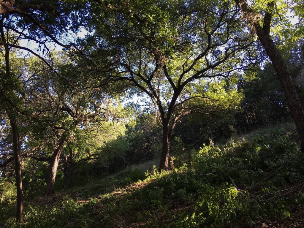 14013 Running Deer Trail Austin, TX 78734 - Photo 22 of 22 a view of outdoor space and trees all around