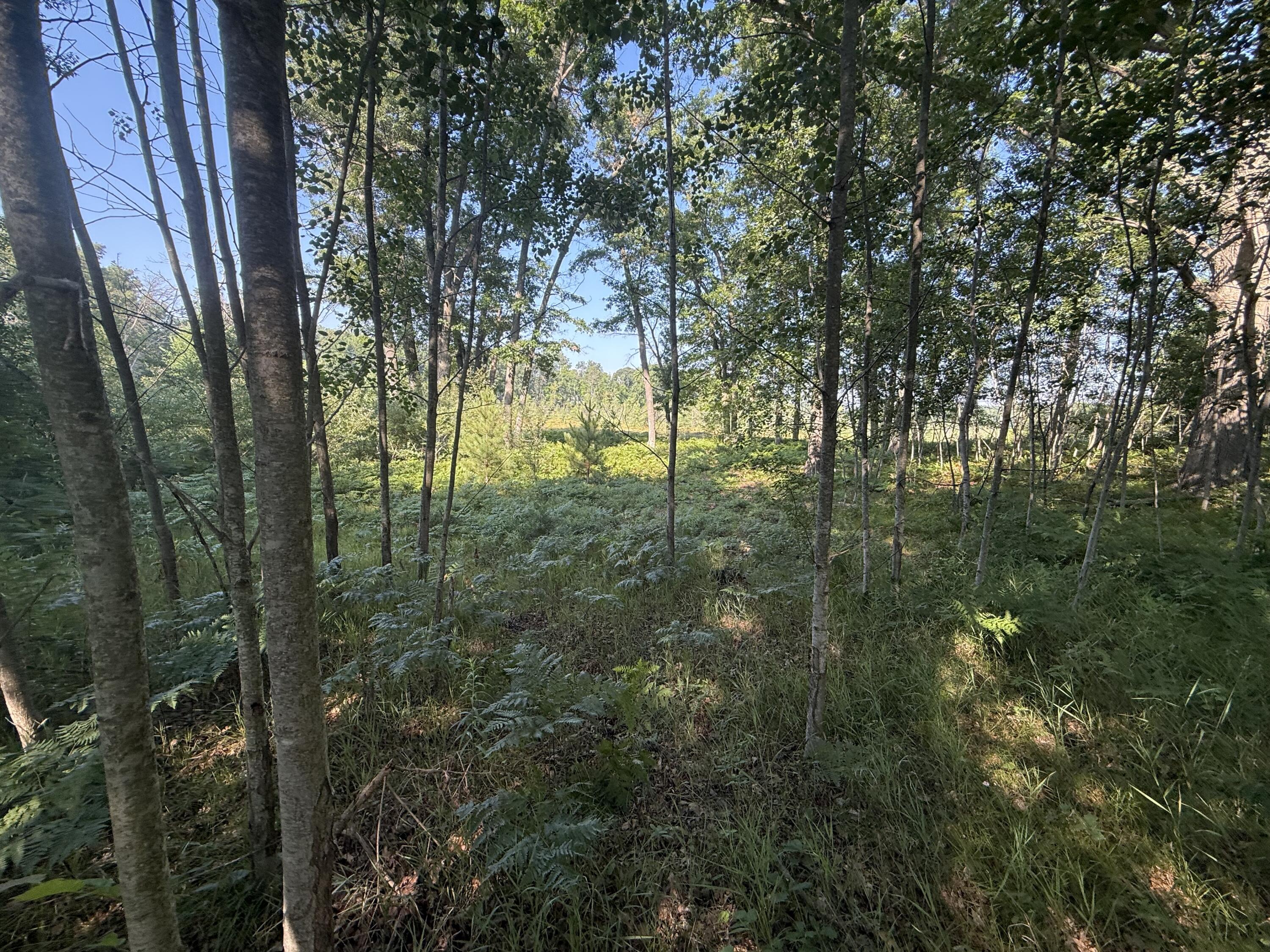 Tbd West Royal Road, Unit 2 Stanwood, MI 49346 - Photo 8 of 9 IMG_0864