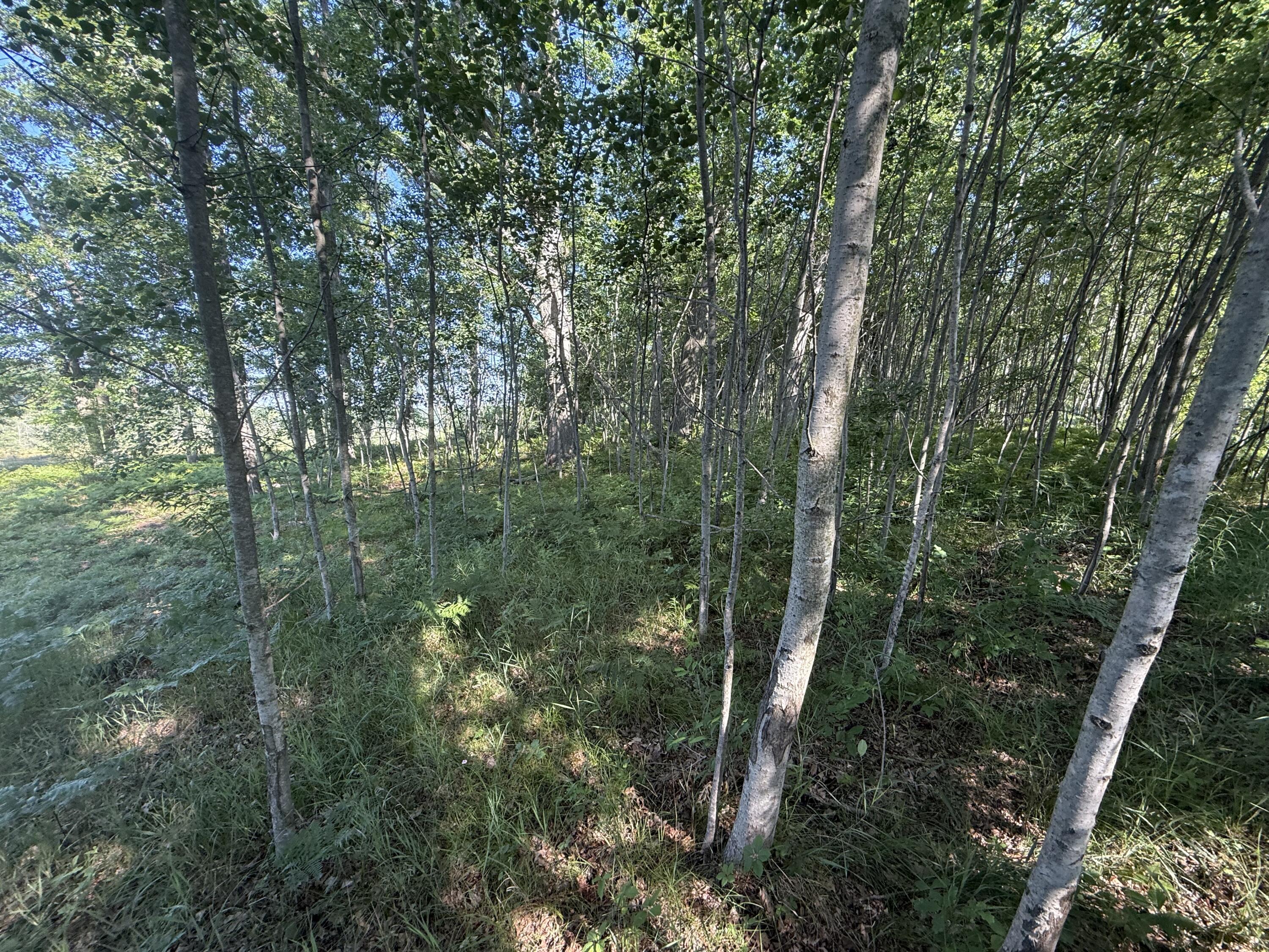 Tbd West Royal Road, Unit 2 Stanwood, MI 49346 - Photo 9 of 9 IMG_0866