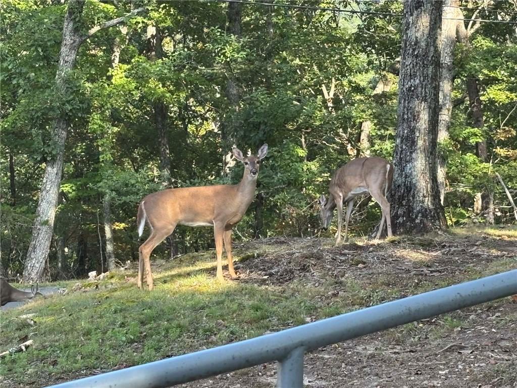 0 Little Hendricks Mountain Road Jasper, GA 30143 - Photo 20 of 27
