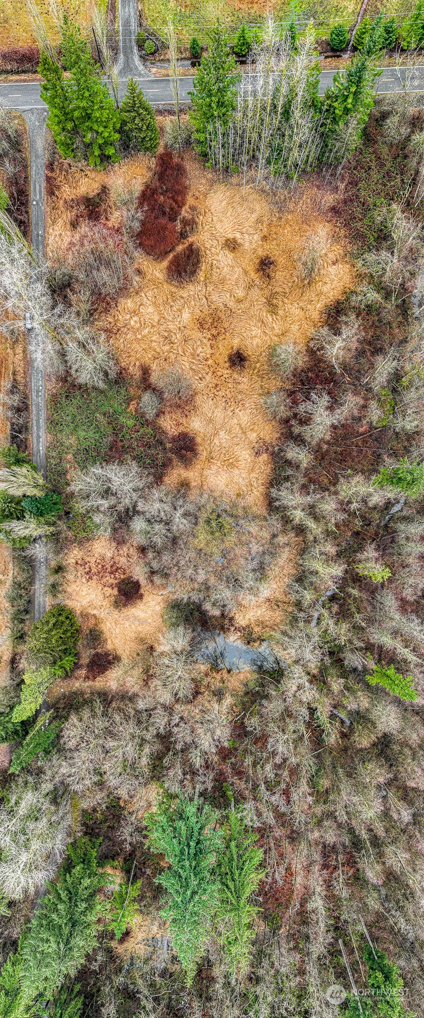1837 H Street Road Blaine, WA 98230 - Photo 11 of 20 a view of a yard with a tree