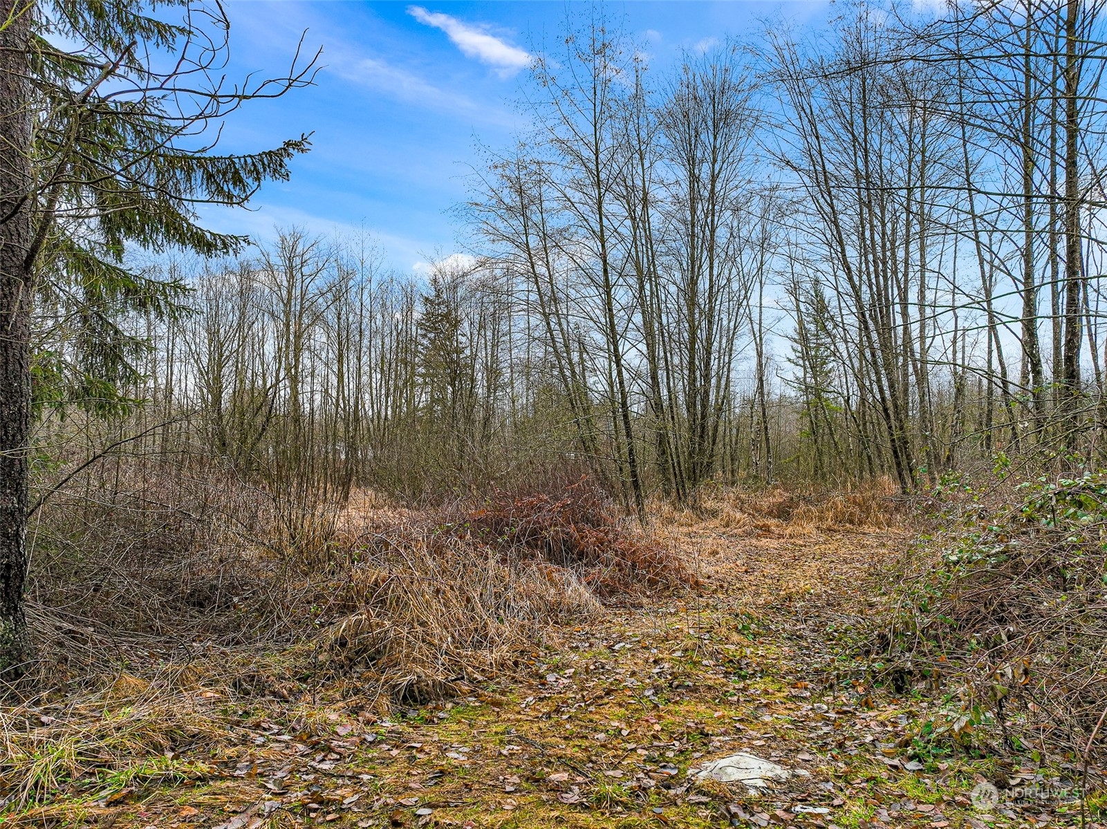 1837 H Street Road Blaine, WA 98230 - Photo 14 of 20 a view of a yard with large trees