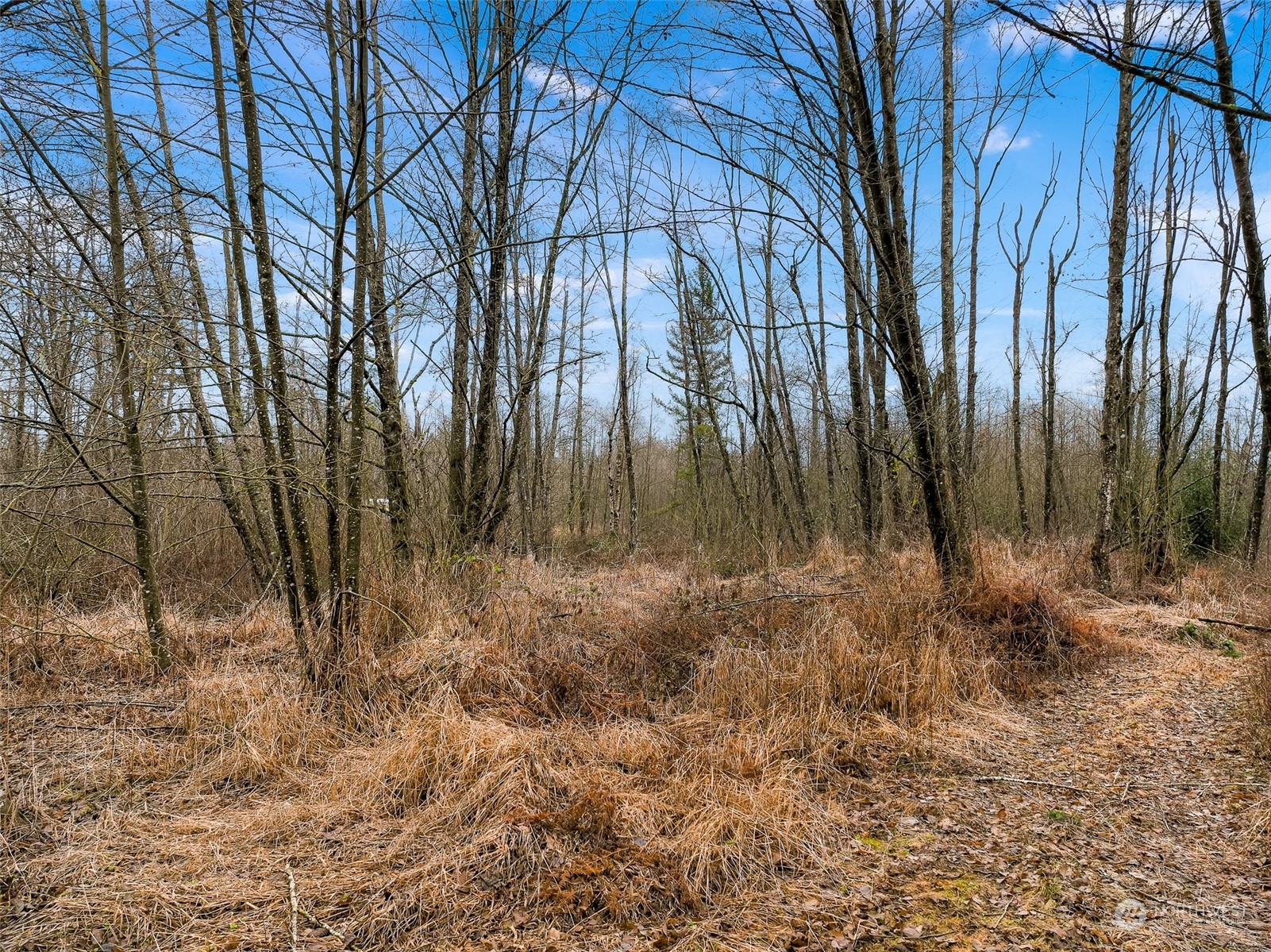 1837 H Street Road Blaine, WA 98230 - Photo 15 of 20 a backyard of a house with lots of green space