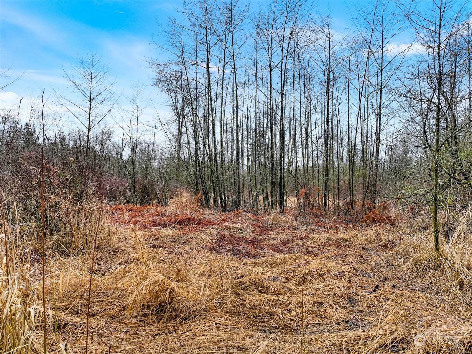 1837 H Street Road Blaine, WA 98230 - Photo 18 of 20 a view of backyard with green space