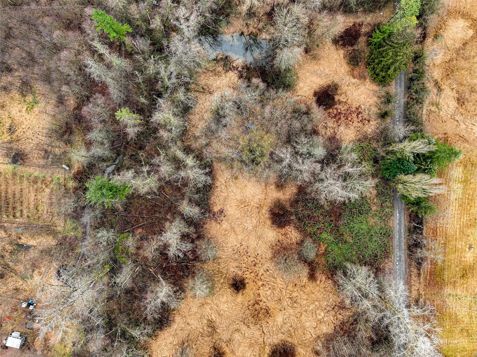 1837 H Street Road Blaine, WA 98230 - Photo 2 of 20 a view of a yard with a tree