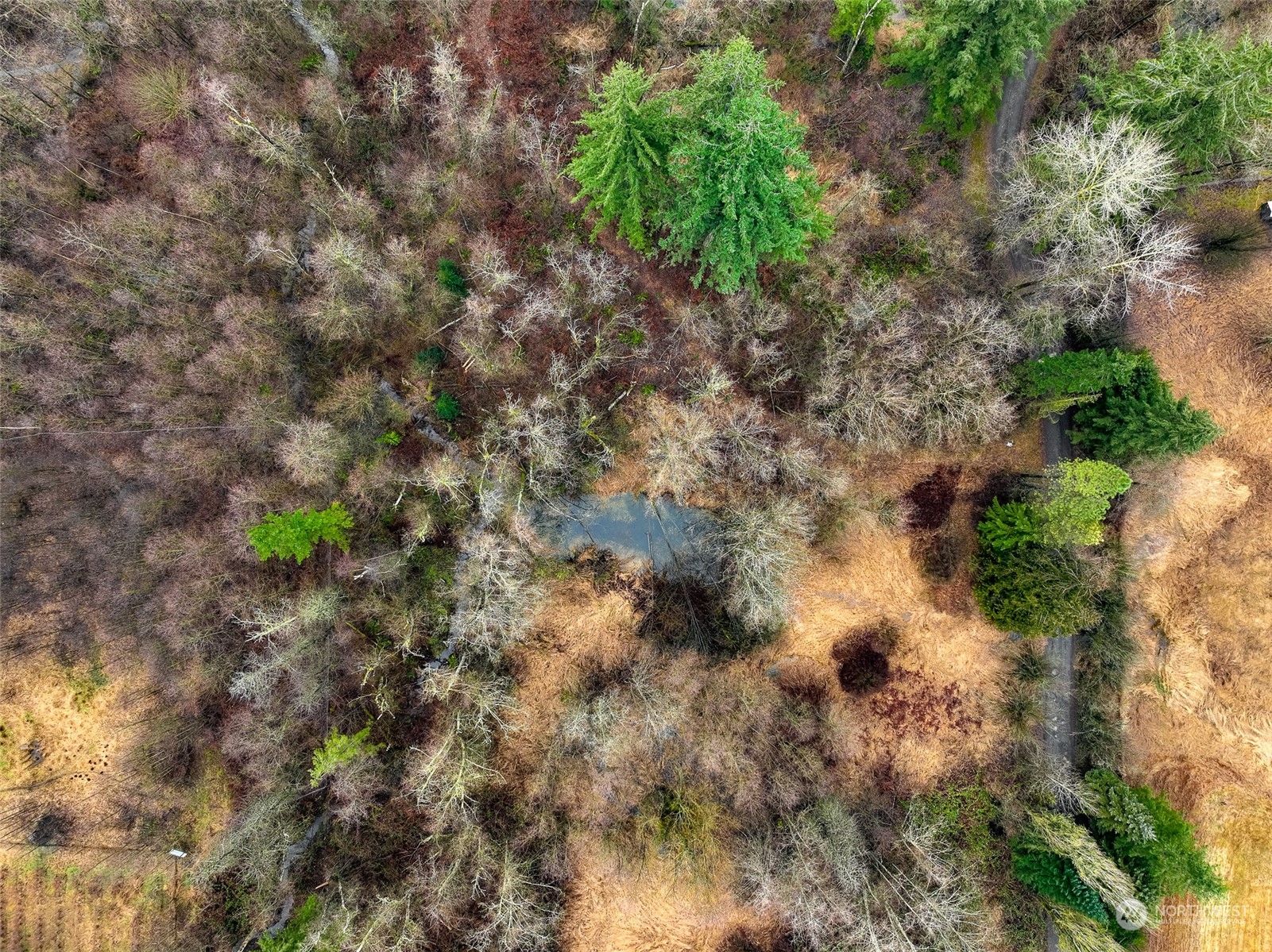 1837 H Street Road Blaine, WA 98230 - Photo 3 of 20 a view of a plants with a flower in a yard