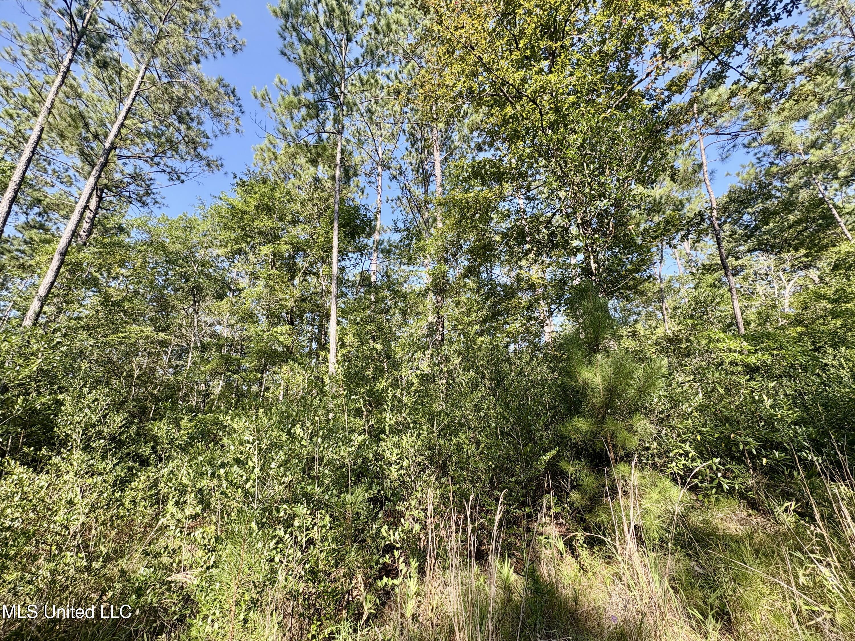 Washam Road Lucedale, MS 39452 - Photo 3 of 7 IMG_4699