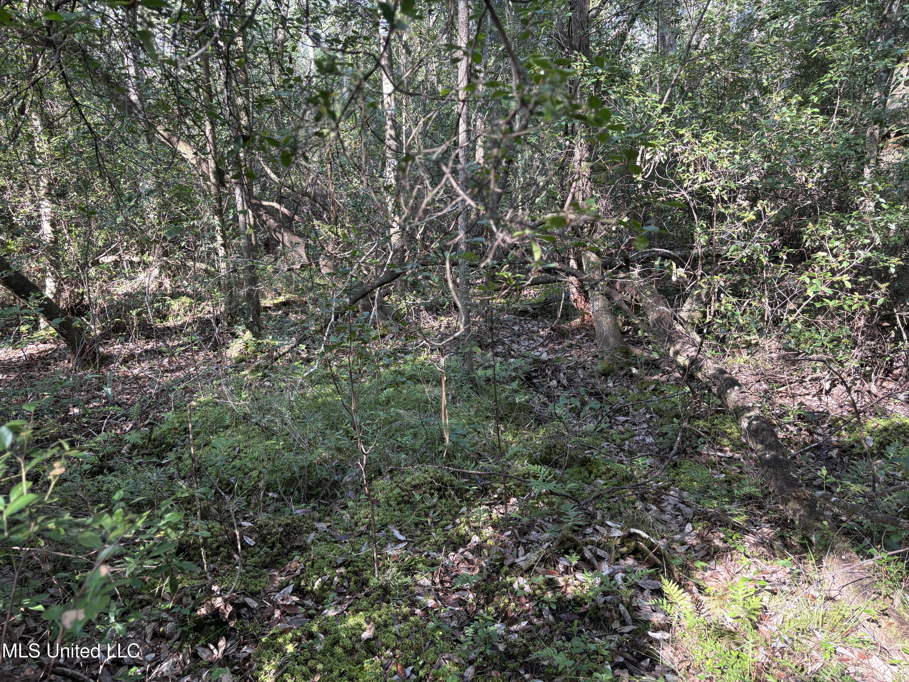 Washam Road Lucedale, MS 39452 - Photo 4 of 7 IMG_4701