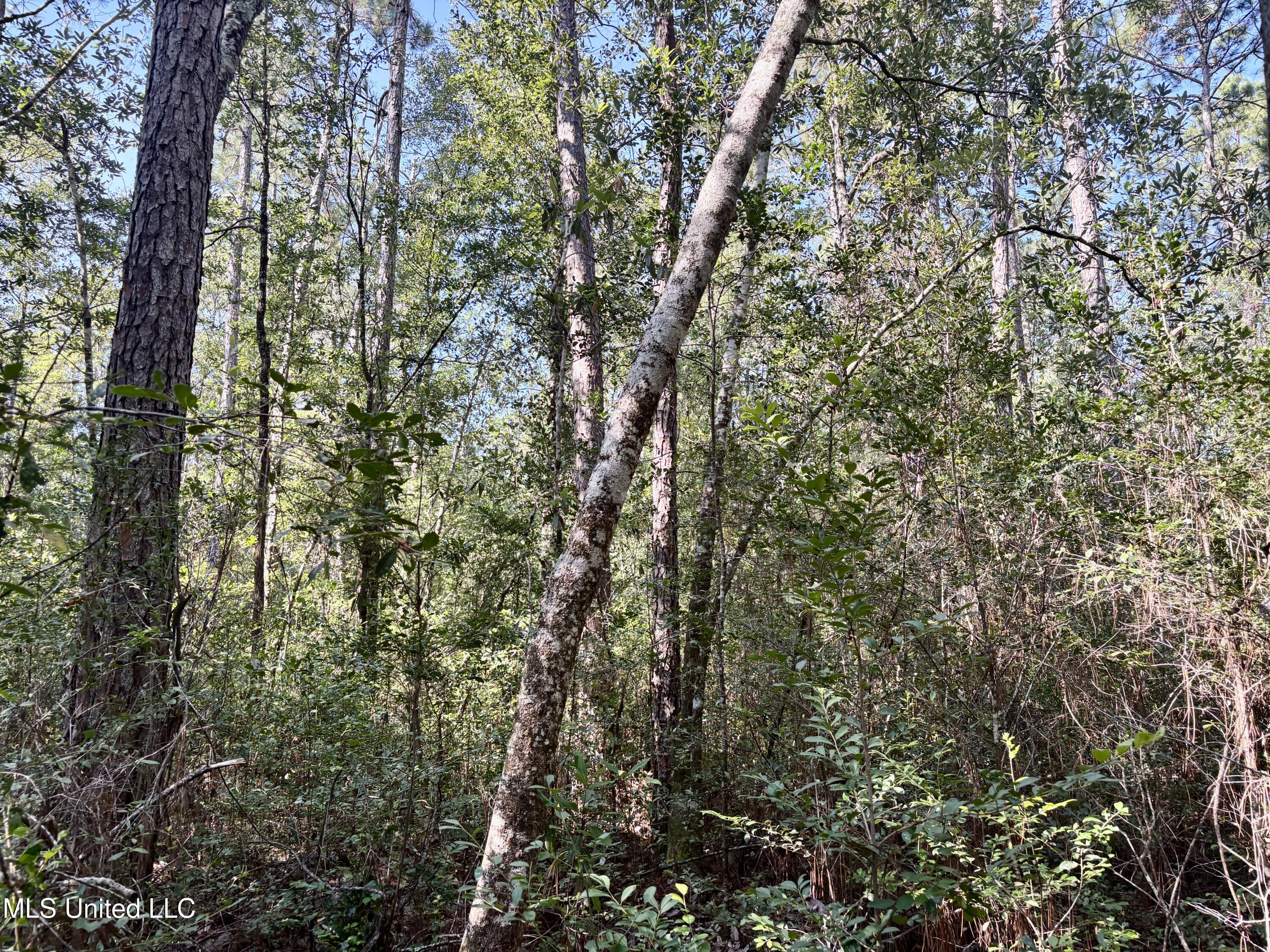 Washam Road Lucedale, MS 39452 - Photo 5 of 7 IMG_4702