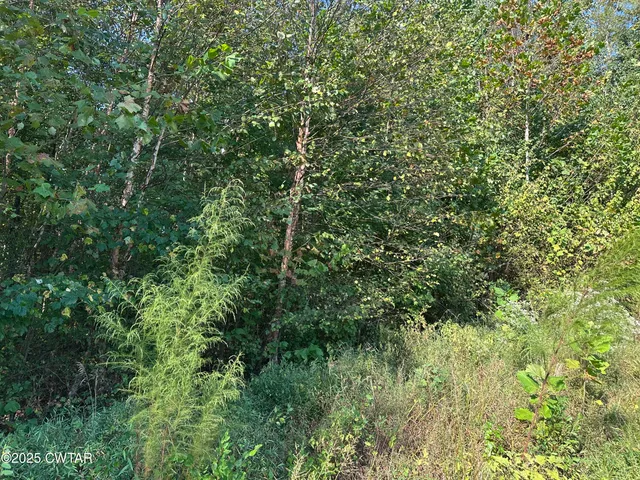 a view of a lush green forest
