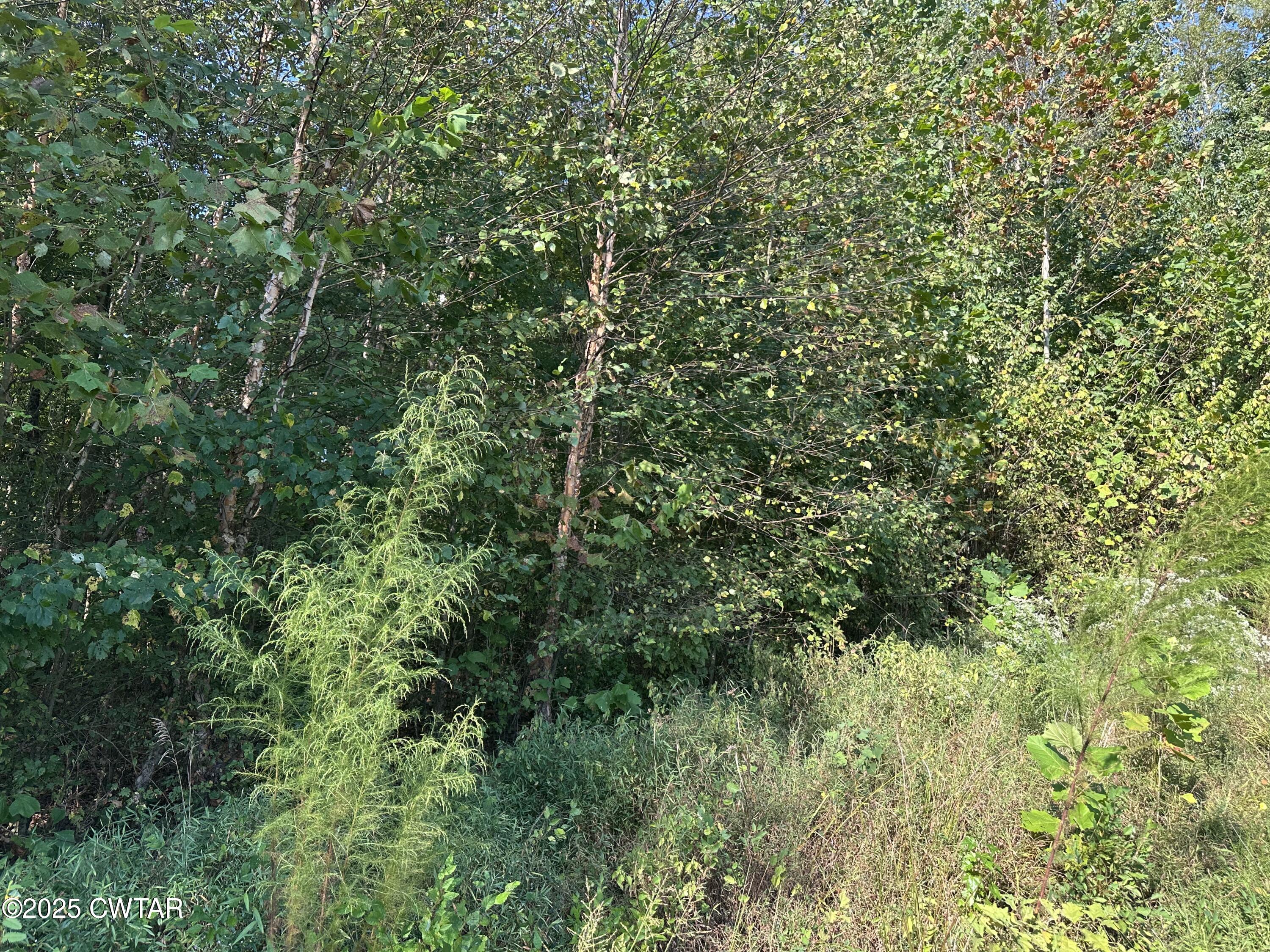 a view of a lush green forest
