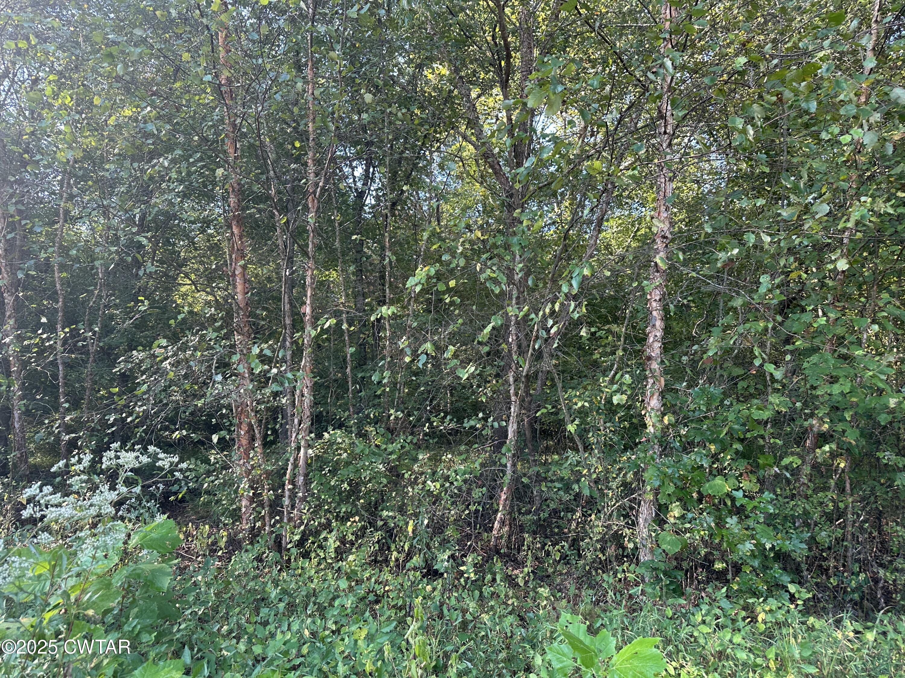 2800 Plainview Road Henderson, TN 38340 - Photo 2 of 7 a view of forest