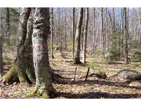 Lot8-9 Chamberlain Road Alton, NH 03809 - Photo 3 of 8