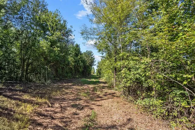 a view of a yard with plants and trees