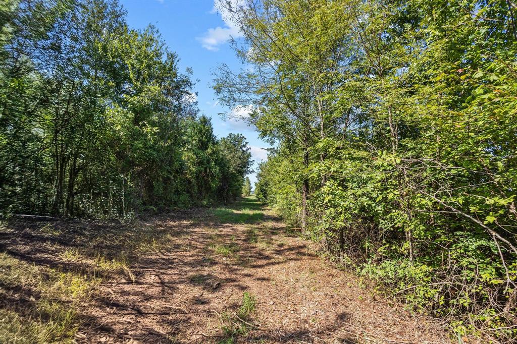 0 North 4540th Road Clarksville, TX 75426 - Photo 12 of 40 a view of a yard with plants and trees