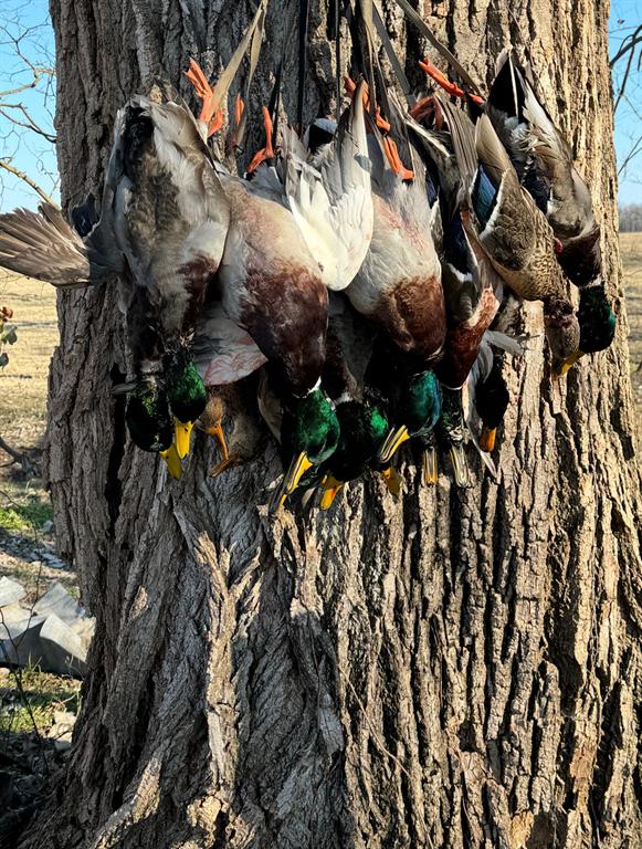 0 North 4540th Road Clarksville, TX 75426 - Photo 30 of 40 a view of a tree