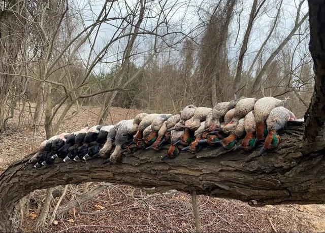 a view of a yard with plants and trees