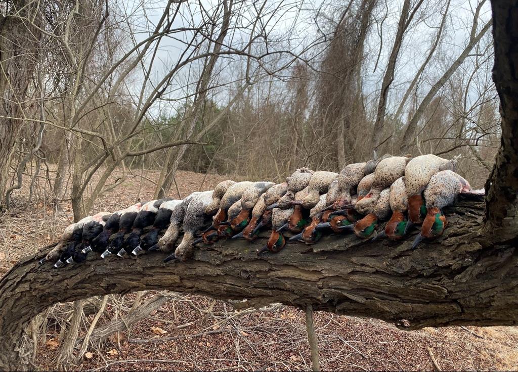 0 North 4540th Road Clarksville, TX 75426 - Photo 34 of 40 a view of a yard with plants and trees