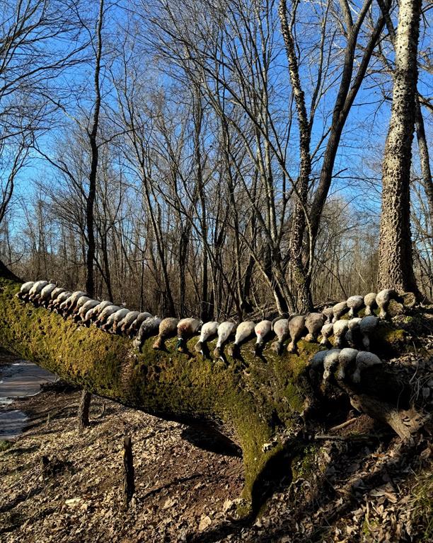0 North 4540th Road Clarksville, TX 75426 - Photo 35 of 40 a view of outdoor space