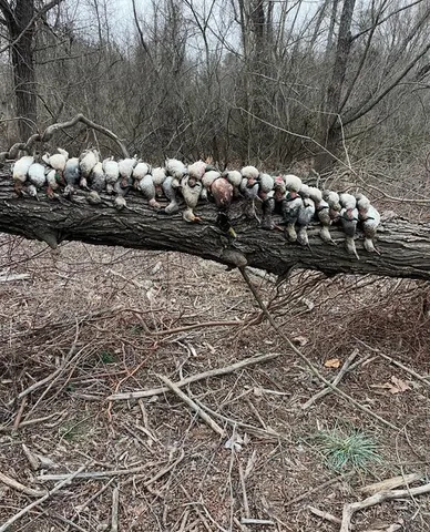 a view of a tree with some trees