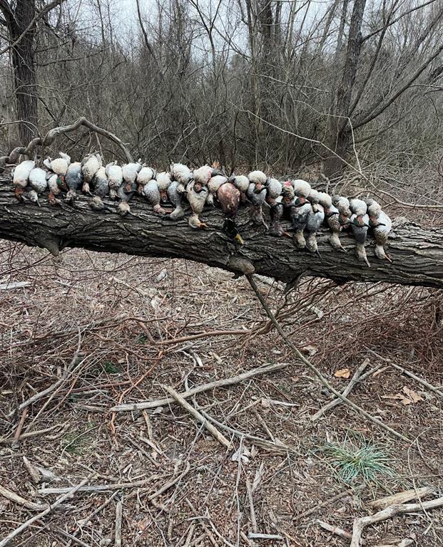 0 North 4540th Road Clarksville, TX 75426 - Photo 40 of 40 a view of a tree with some trees