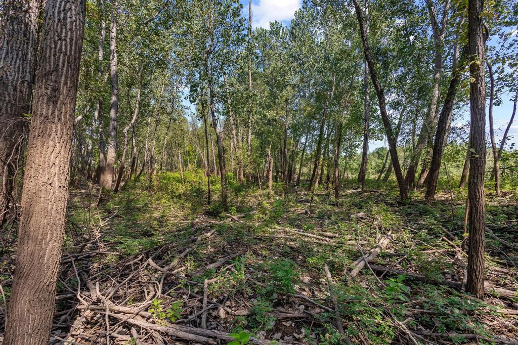 0 North 4540th Road Clarksville, TX 75426 - Photo 9 of 40 a view of outdoor space and covered with green trees